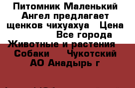 Питомник Маленький Ангел предлагает щенков чихуахуа › Цена ­ 10 000 - Все города Животные и растения » Собаки   . Чукотский АО,Анадырь г.